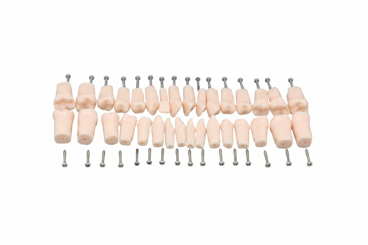 Replacement Teeth, Compatible with Kilgore (Nissin) 200 Series Typodont (Made in China)
