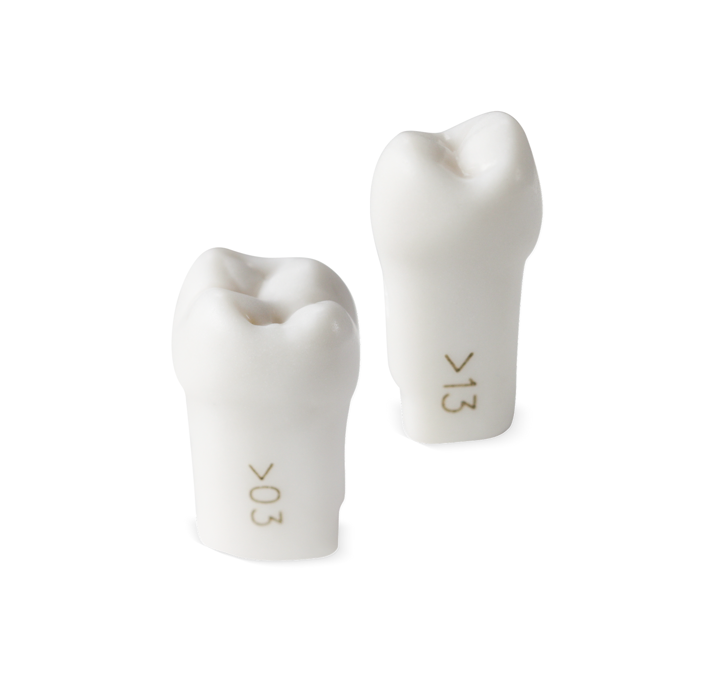 Acadental ModuPro Replacement Teeth
