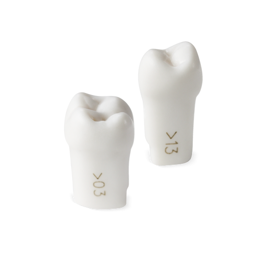 Acadental ModuPro Replacement Teeth