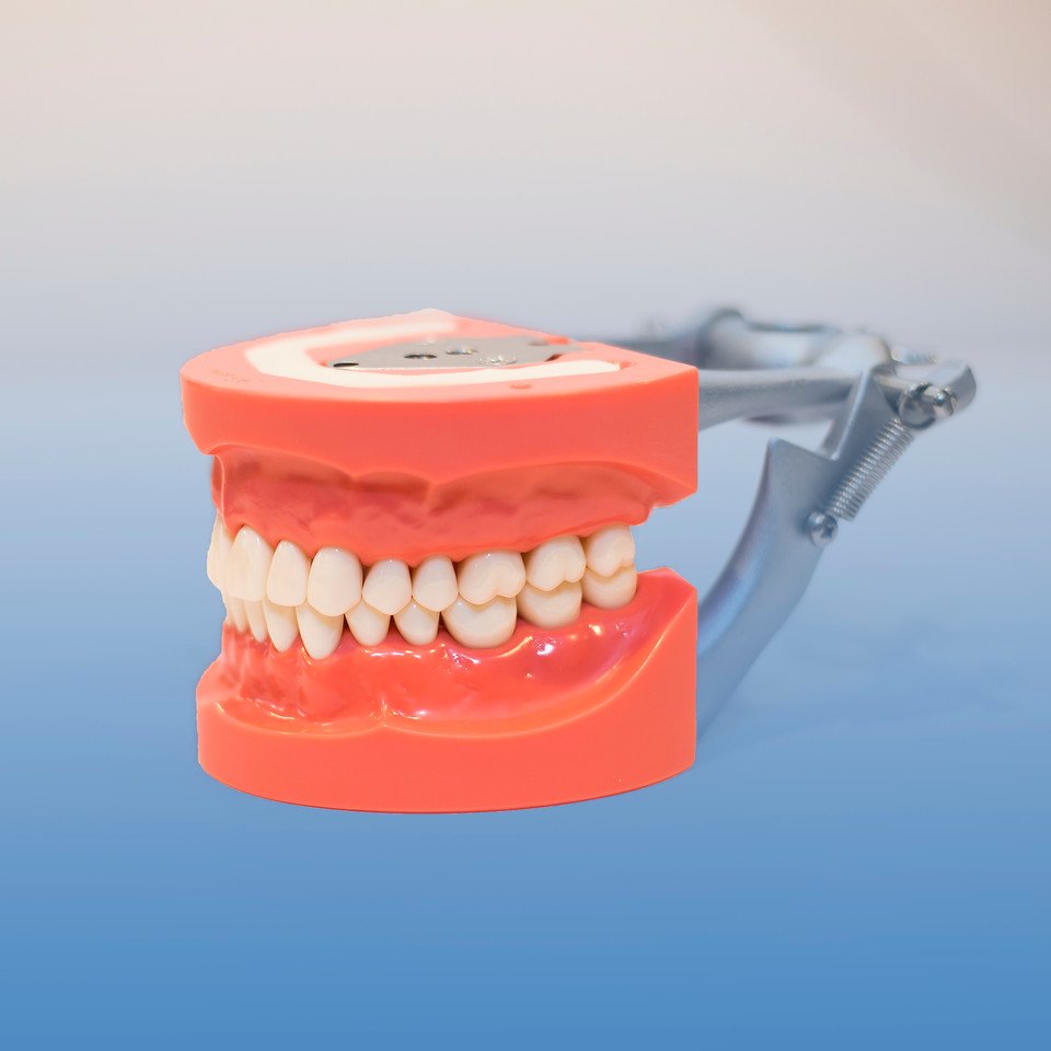 Kilgore Typodont 200 Series (Authentic)