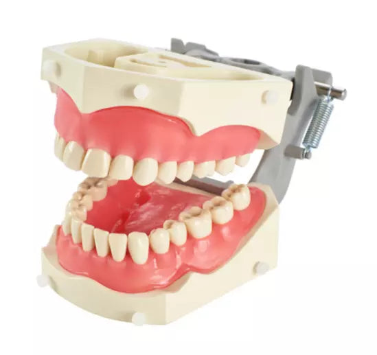 Columbia 860 32-Teeth Typodont (Authentic)