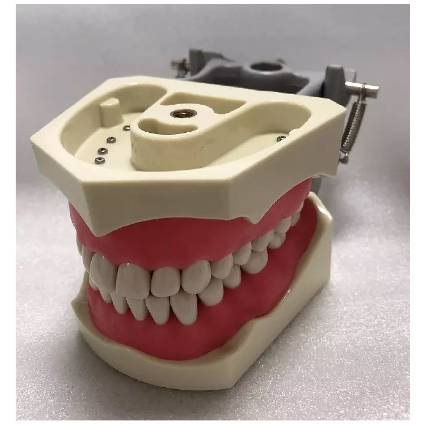 Typodont Model, Compatible with Columbia 860 Teeth (Made in China)
