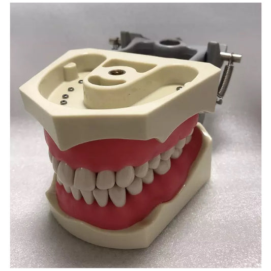 Typodont Model, Compatible with Columbia 860 Teeth (Made in China)