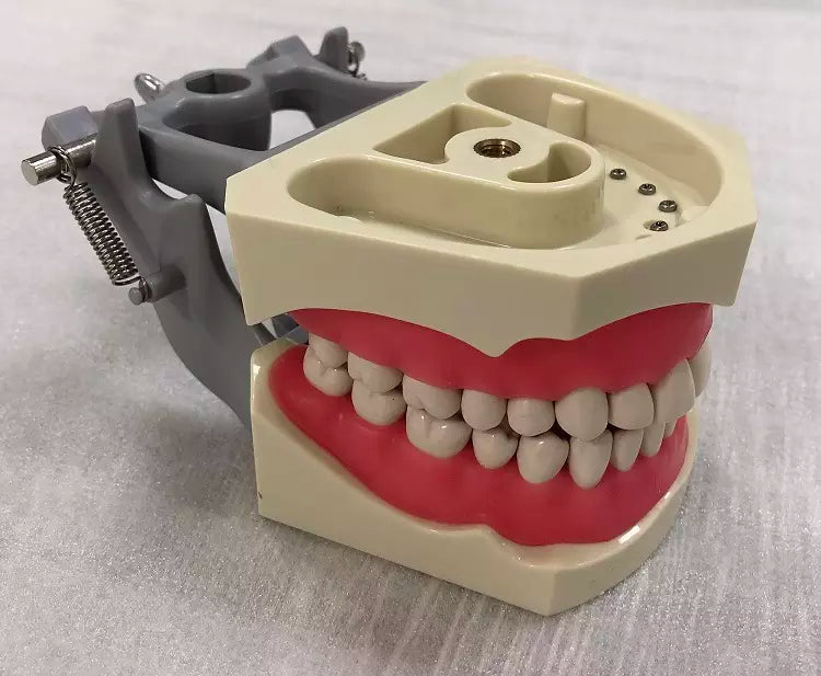 Typodont Model, Compatible with Columbia 860 Teeth