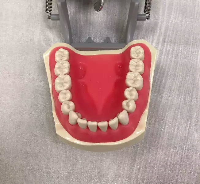 Typodont Model, Compatible with Columbia 860 Teeth