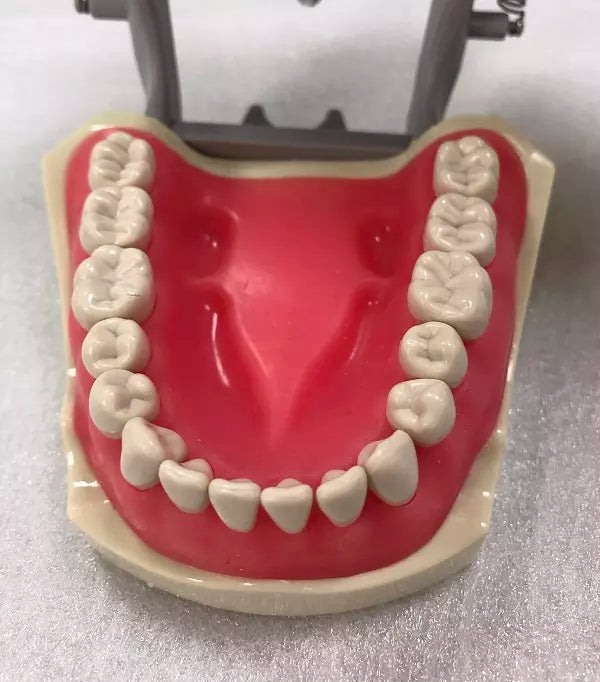Typodont Model, Compatible with Columbia 860 Teeth