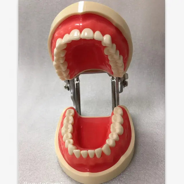 Typodont Model_Compatible with Kilgore 200 Teeth