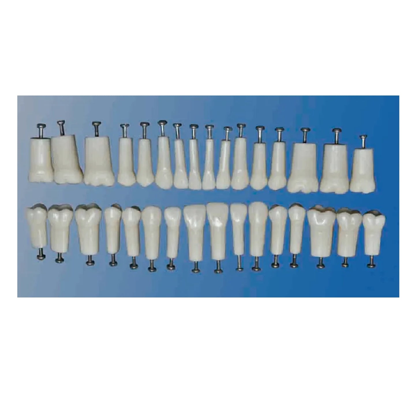 Replacement Teeth, Compatible with Kilgore (Nissin) 200 Series Typodont (Made in China)