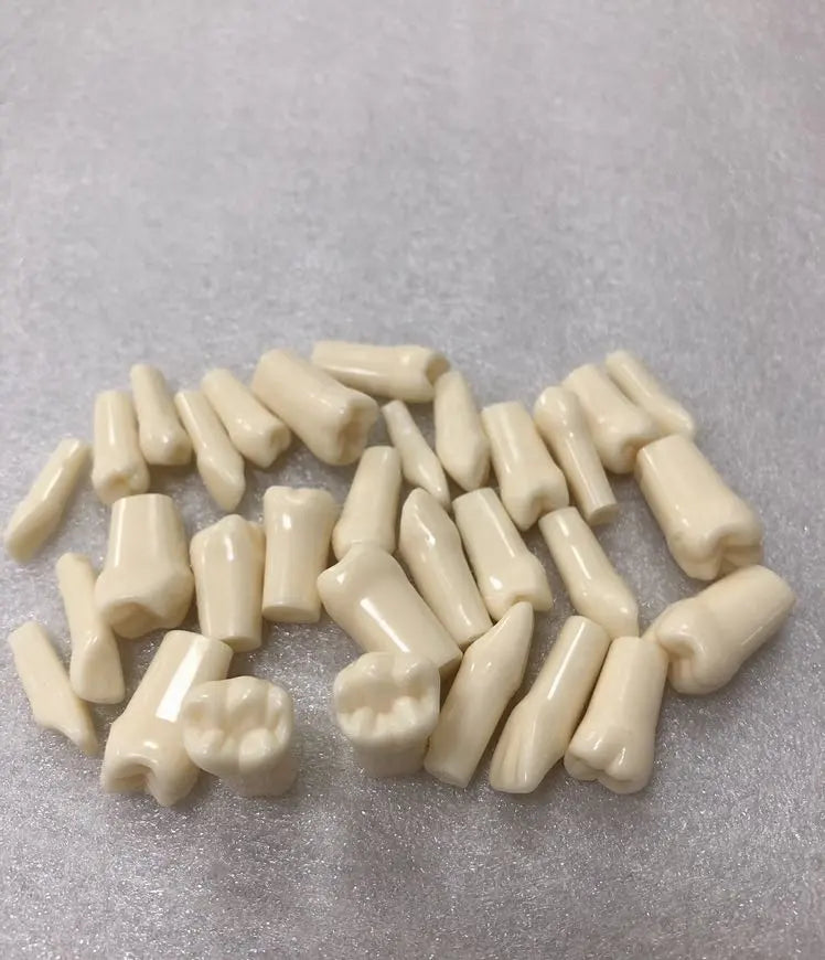 Typodont Teeth_compatible with Kilgore 200 series