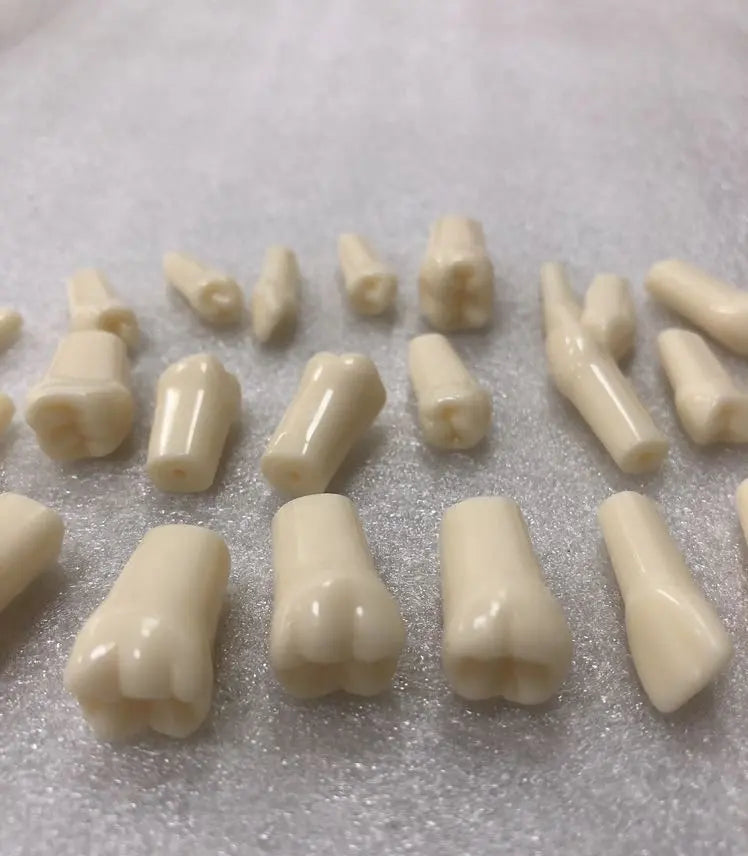 Typodont Teeth_compatible with Kilgore 200 series