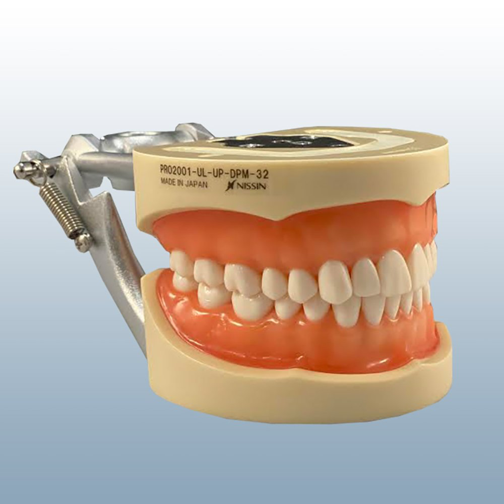 Kilgore Typodont 200 Series (Authentic)