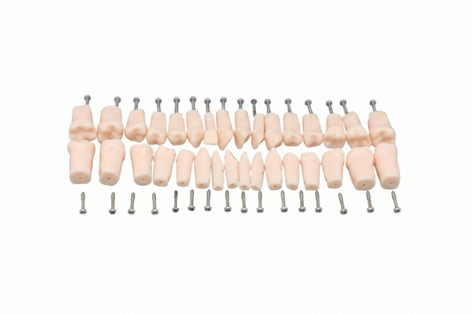 Replacement Teeth, Compatible with Kilgore (Nissin) 200 Series Typodont (Made in China)