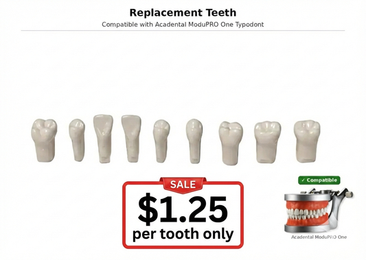 Replacement Teeth, Compatible with Acadental ModuPRO One Typodont