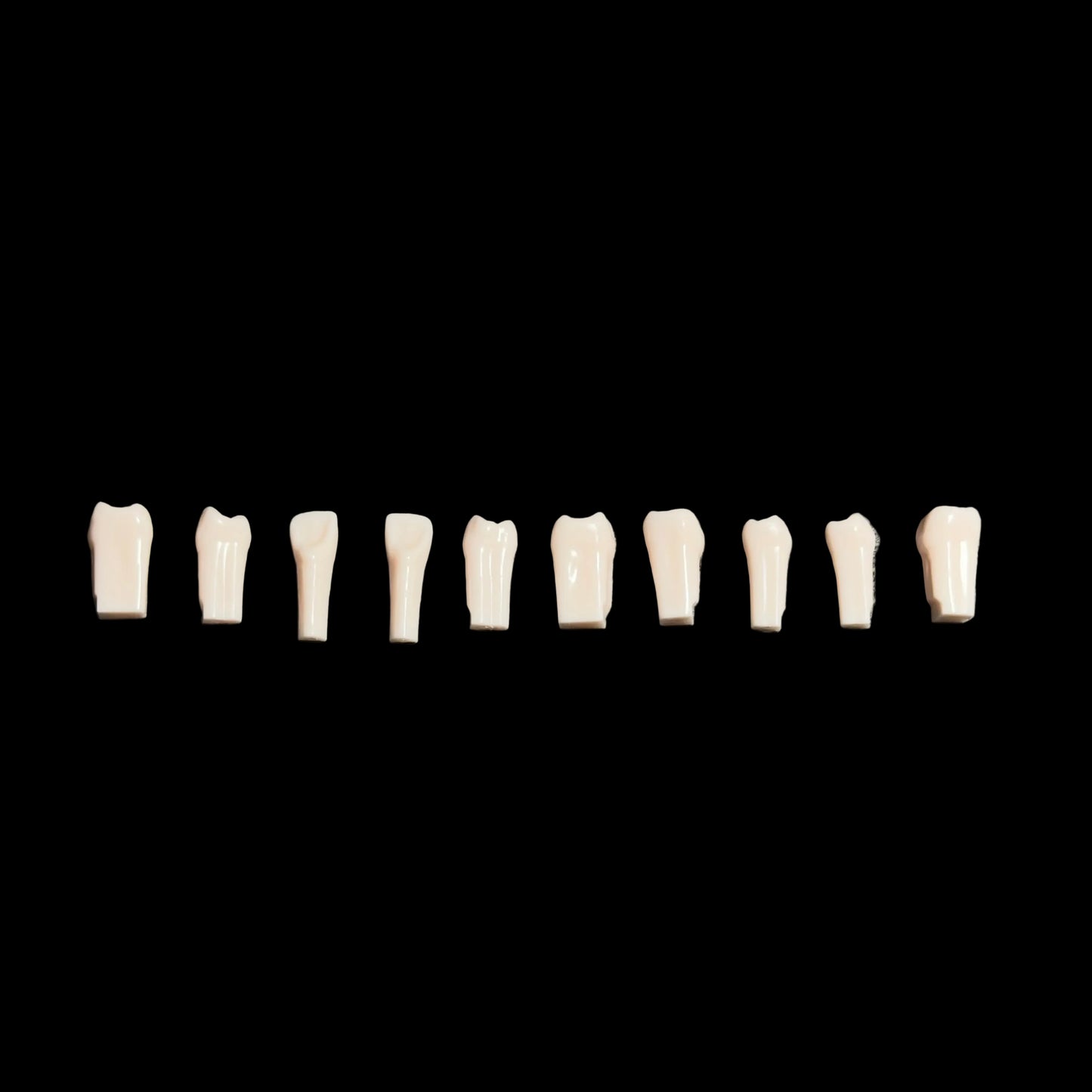 Replacement Teeth, Compatible with Kilgore (Nissin) 700 Series Typodont (Made in China)
