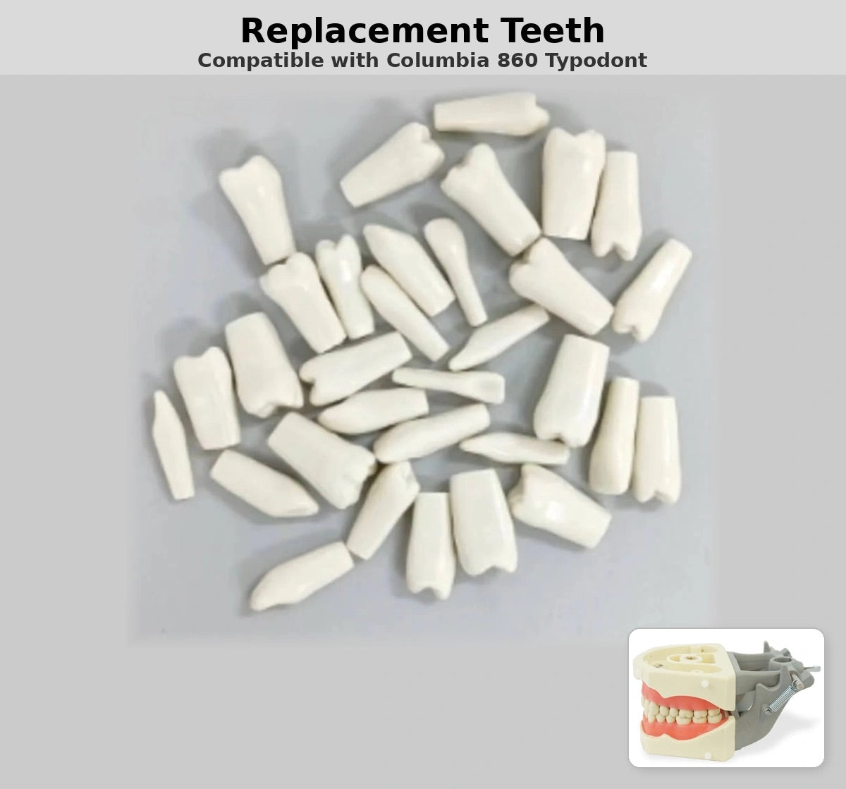 Replacement Teeth, Compatible with Columbia 860 Series Typodont (Made in China)