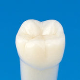 IDP Dental Store