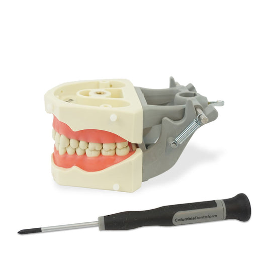 Columbia 860 32-Teeth Typodont (Authentic)