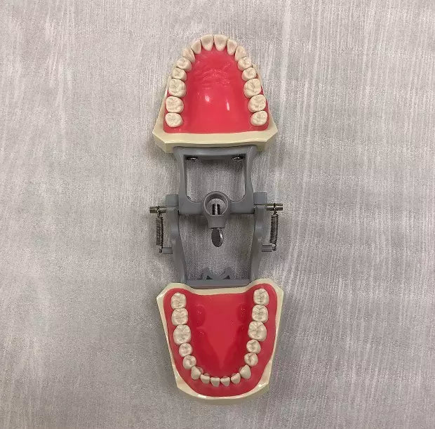 Typodont Model, Compatible with Columbia 860 Teeth