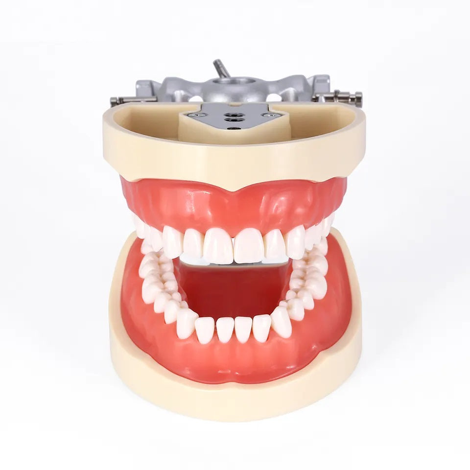 Typodont Model, Compatible with Kilgore 200 Series Teeth (Made in Chin ...